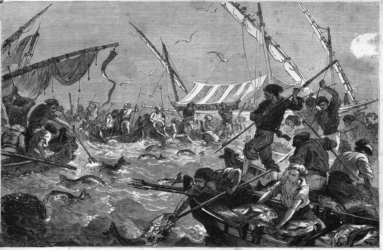 Tonfiskfiske (Pesca al tonno) vid Provences kust. av Unknown artist