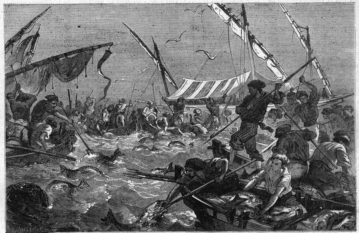 Tonfiskfiske med fällan på Provence-kusten i Frankrike. Gravyr i "" The Illustrious Universe"" av Unknown artist