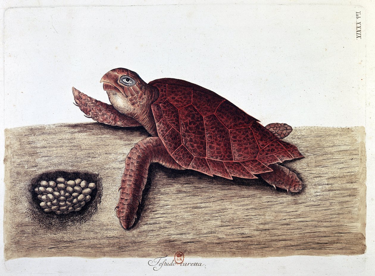 Sköldpadda och dess ägg - naturhistorisk styrelse, B.N. av Unknown artist