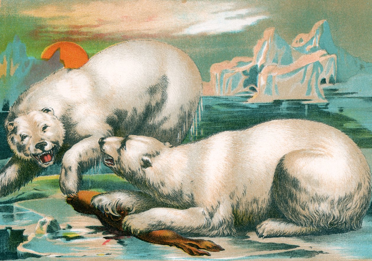 Två isbjörnar slåss om sälen av Unknown artist