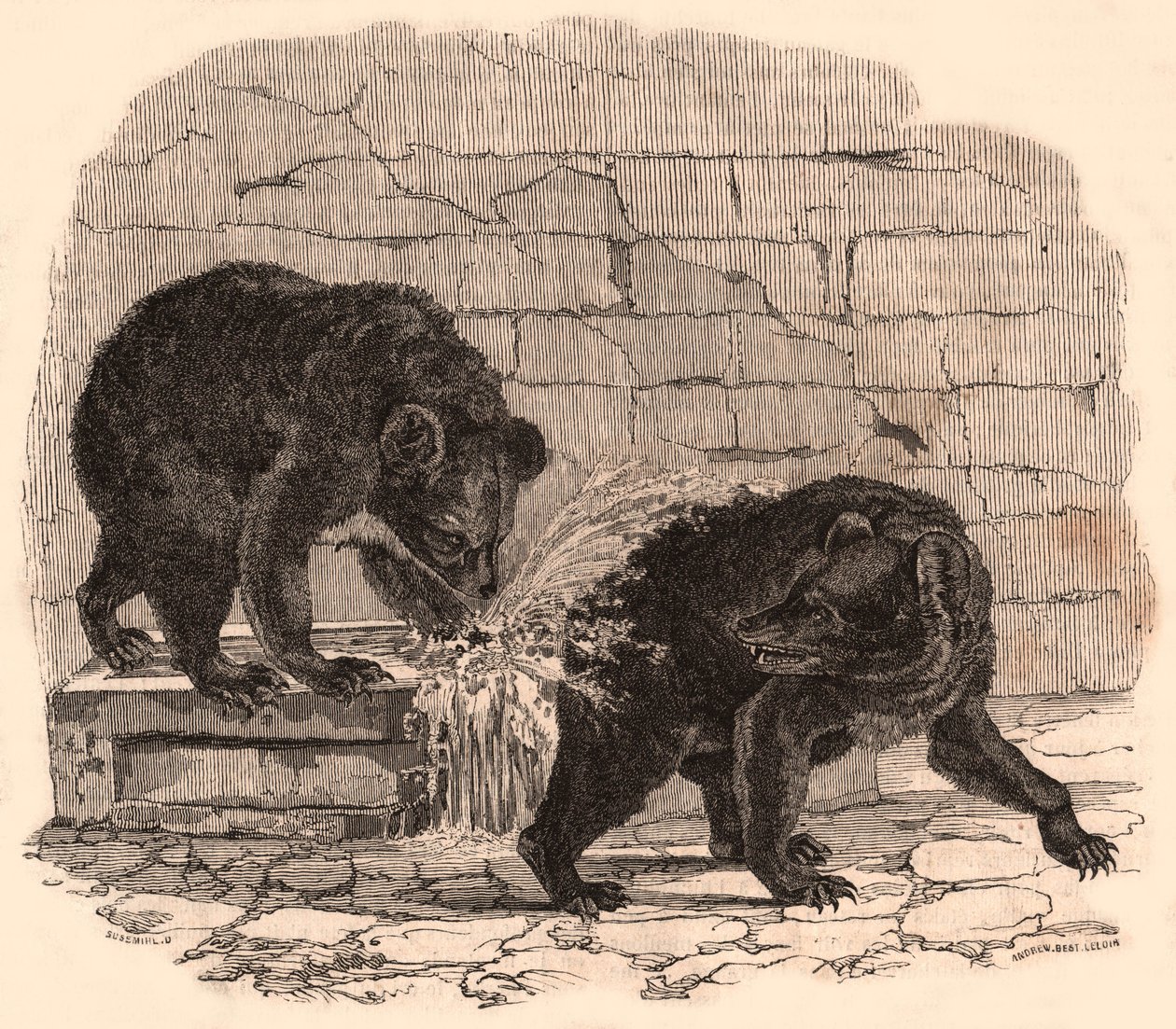 Två björnar som leker i ett tråg i björngropen på Naturhistoriska museet av Unknown