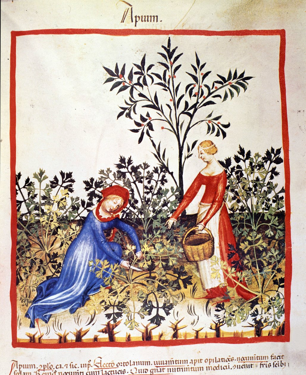 Två kvinnor plockar persilja. Belysning från mjölkning av medicin och diet "" Tacuinum sanitatis"" av Unknown artist