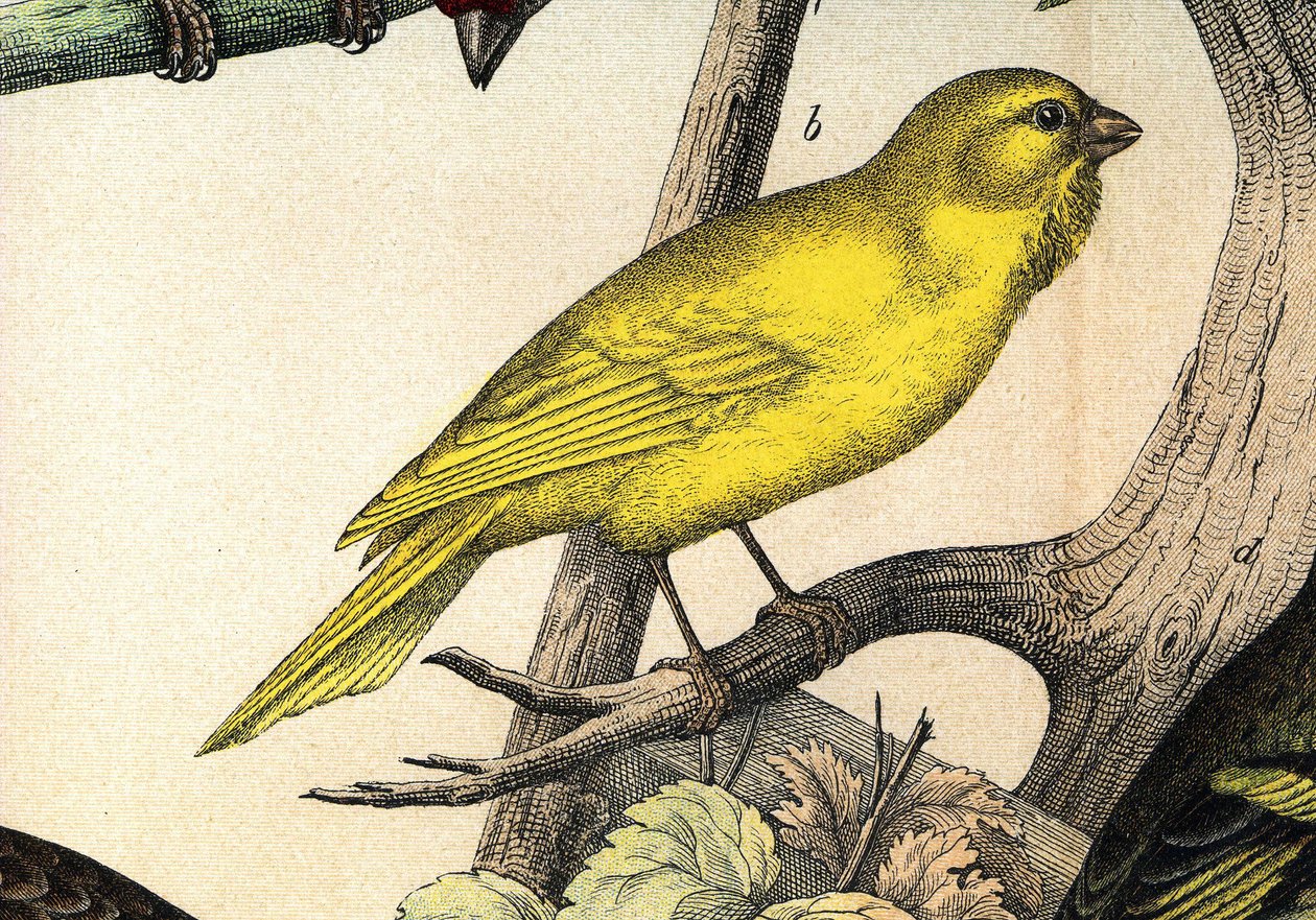 En kanariefågel - i ""Fåglarnas naturhistoria"", red. Hoepli, Milano av Unknown artist