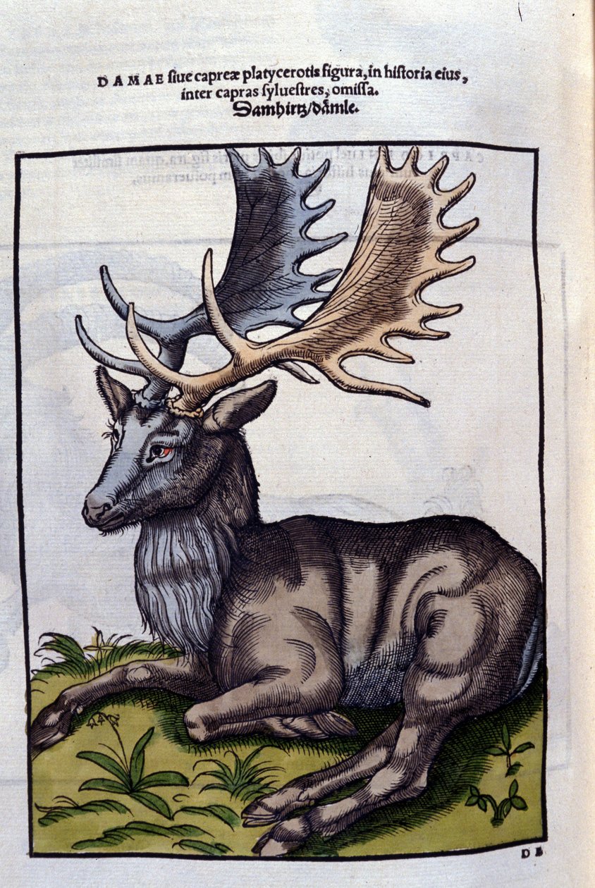Un rendeer (cervidé) i Historia Animalium de Conrad Gesner (1516 - 1565), Tiguri av Unknown artist