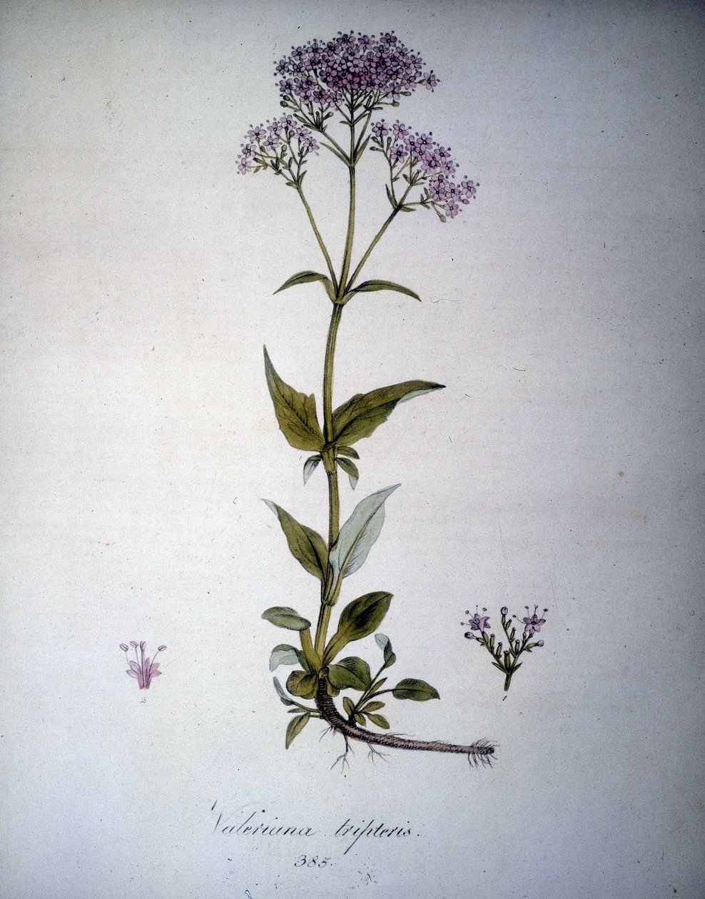 Valeriana lila eller Valeriana tripteris. 1800-tals herbarium. av Unknown artist
