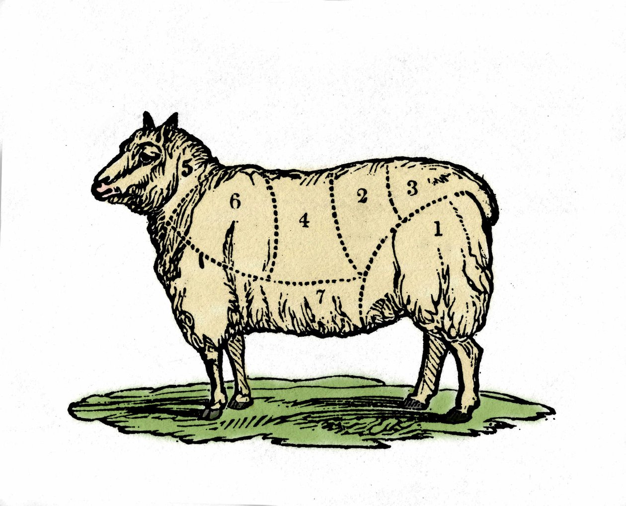 Olika bitar av fårslaktare. Illustration från slutet av 1800-talet. av Unknown artist