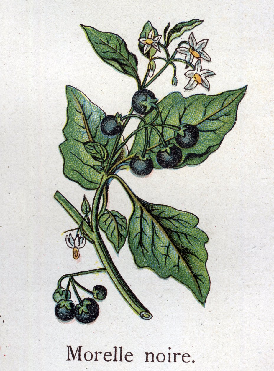 Venenösa botaniska växter: Svart nattskugga. Gravyr i "" Den naturliga medicinen "", av Friedrich Eduard Bilz (1842-1922) av Unknown artist