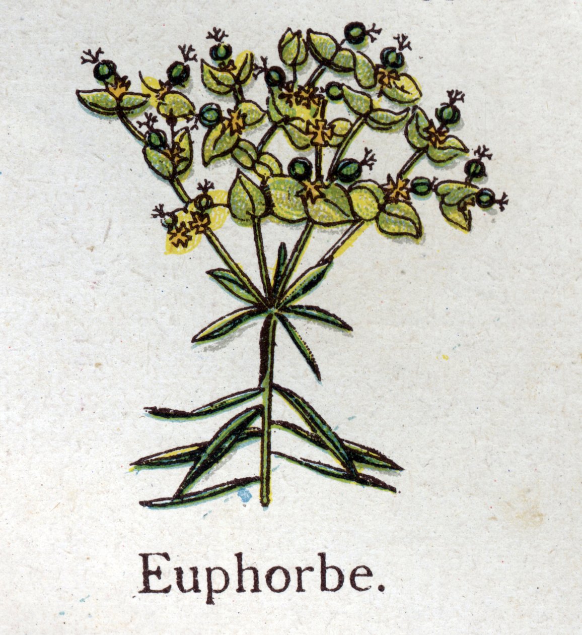 Venenösa botaniska växter: Euphorbo. Gravyr i "" Den naturliga medicinen "", av Friedrich Eduard Bilz (1842-1922) av Unknown artist