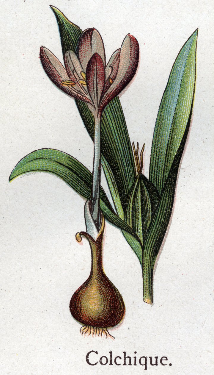 Venenösa botaniska växter: kolkial. Gravyr i "" Den naturliga medicinen "", av Friedrich Eduard Bilz (1842-1922) av Unknown artist