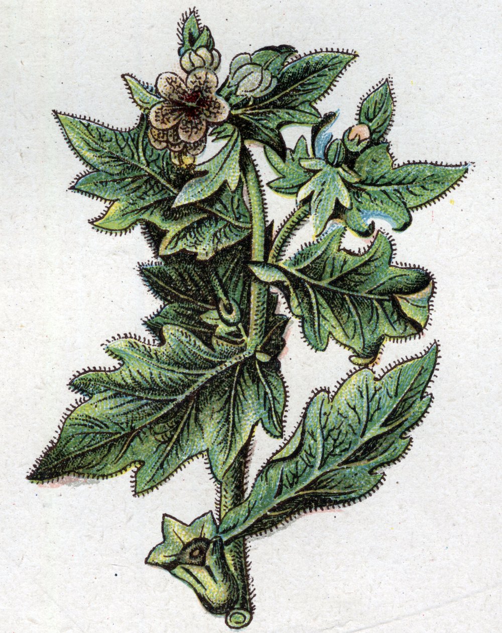 Venenösa botaniska växter: upp till. Gravyr i "" Den naturliga medicinen "", av Friedrich Eduard Bilz (1842-1922) av Unknown artist