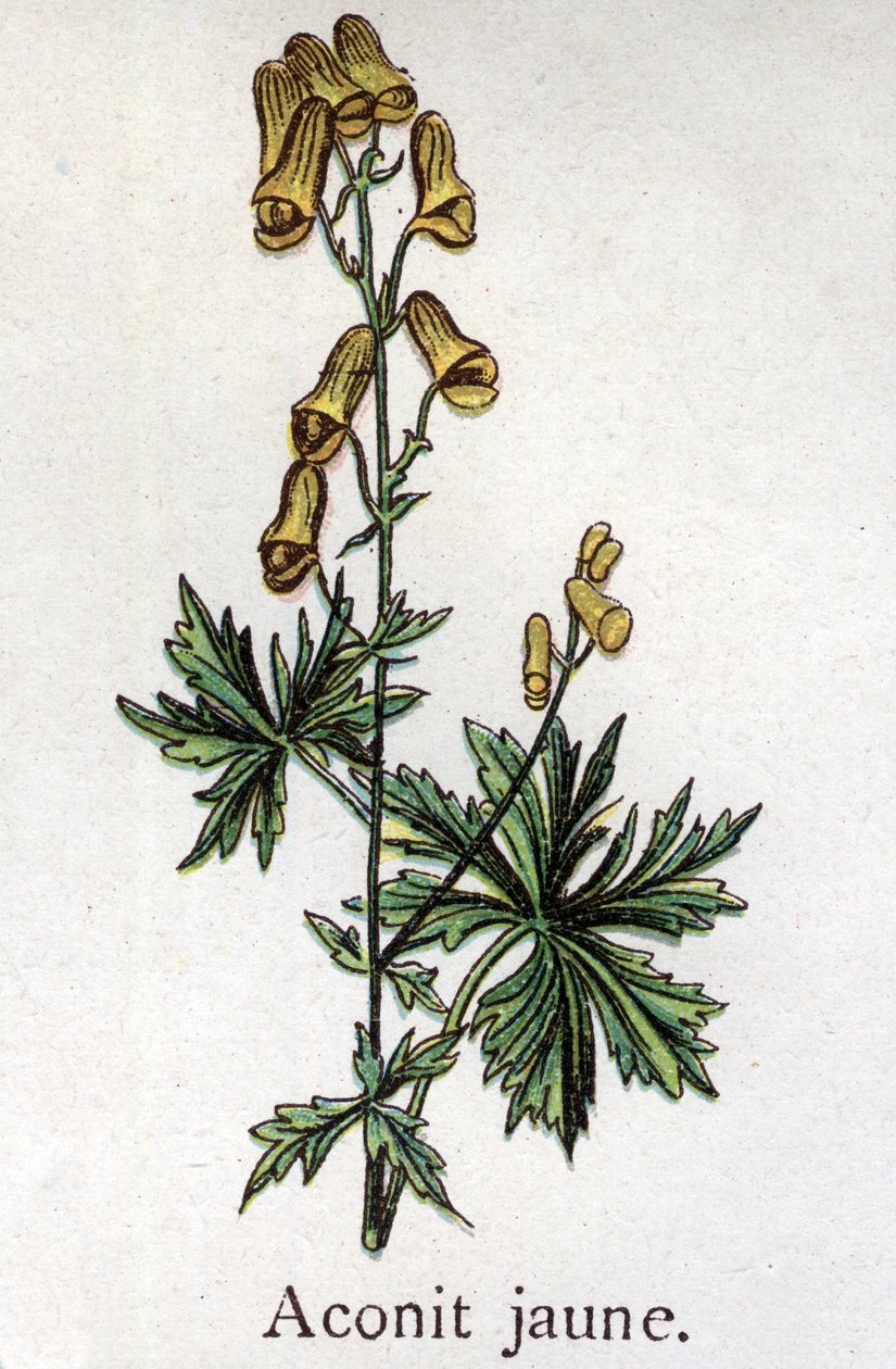 Venenösa botaniska växter: gul akonit. Gravyr i "" Den naturliga medicinen "", av Friedrich Eduard Bilz (1842-1922) av Unknown artist