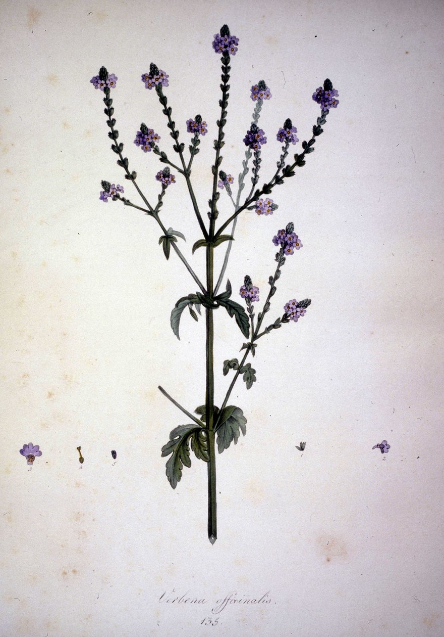 Verbena officinalis (Verbena officinale). 1800-tals herbarium. av Unknown artist