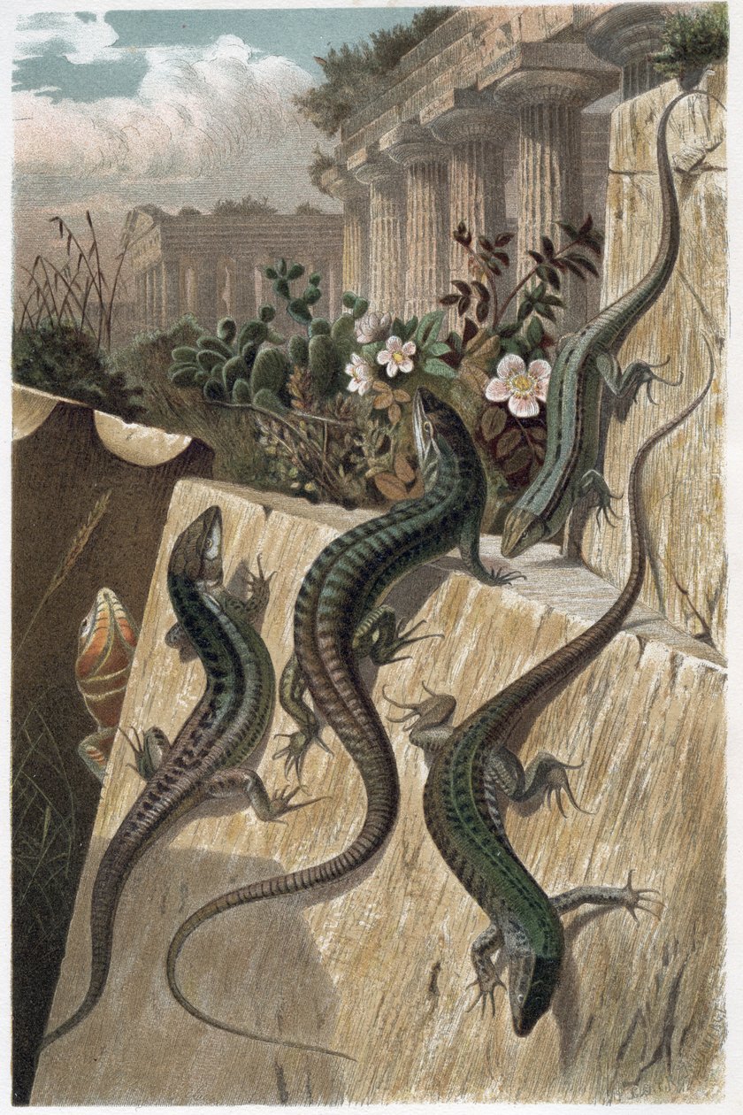 Väggödla - Den vanliga väggödlan (Podarcis muralis) - gravyr från "" Brehm