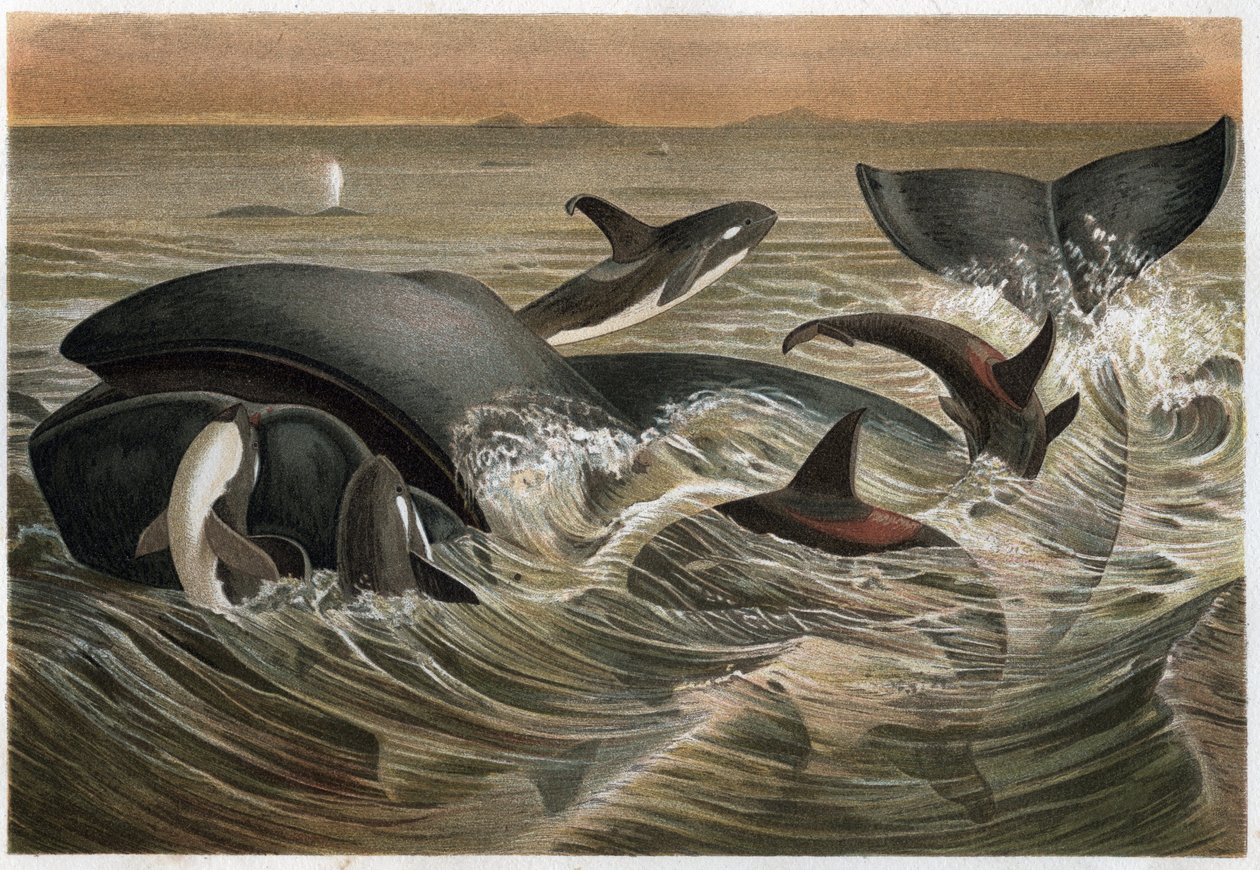 Whale and Whale - Whale and Orca (Orcinus orca) - gravyr från "" Brehm