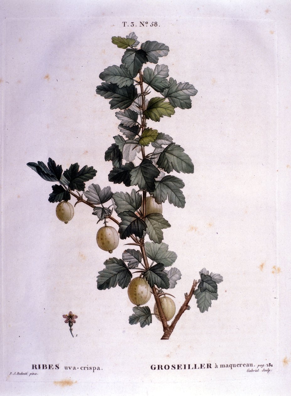 Vit vinbär eller makrill: 1800-tals botanisk tavla. av Unknown artist