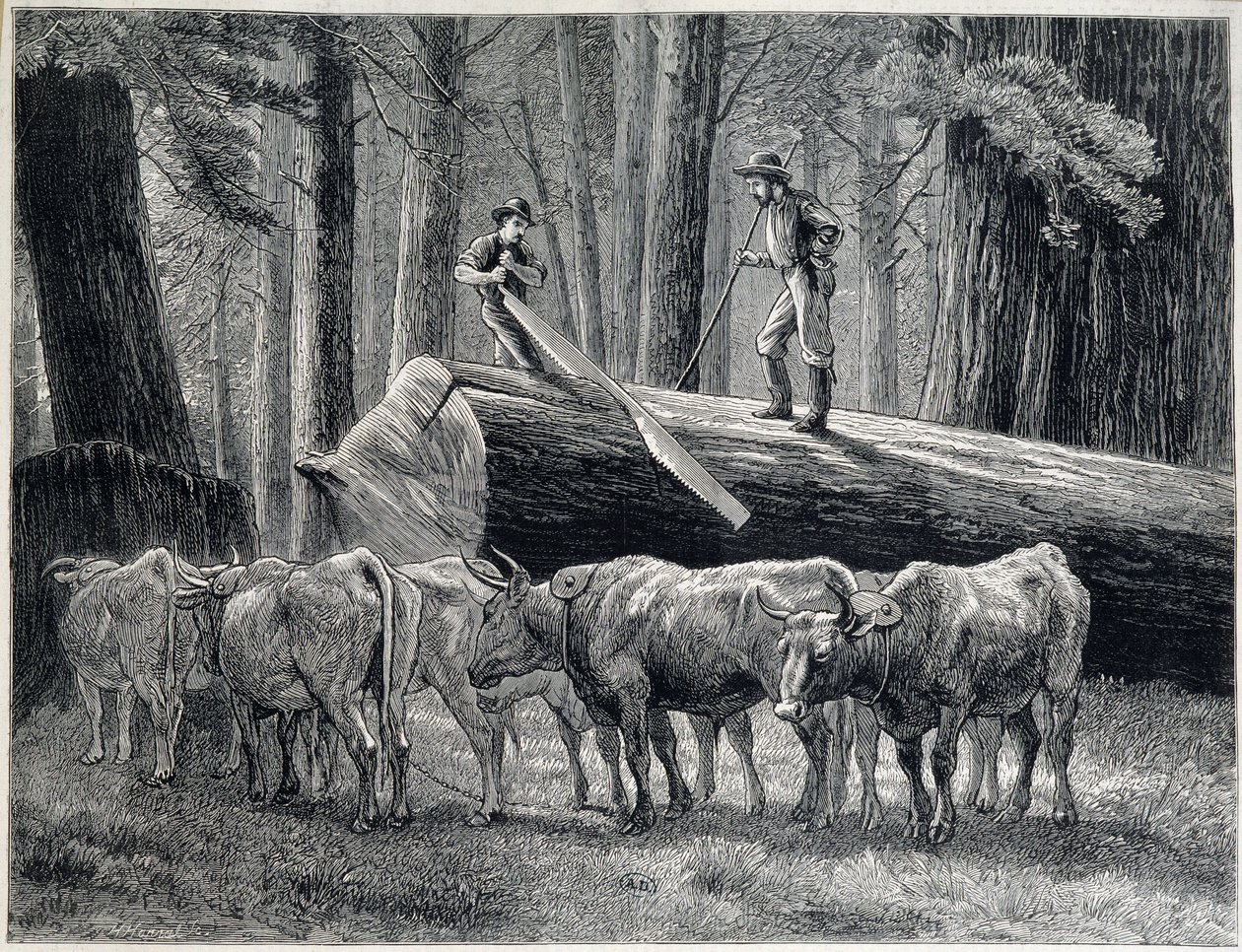 Trähuggare i en redwoodskog i Kalifornien - gravyr av Unknown artist