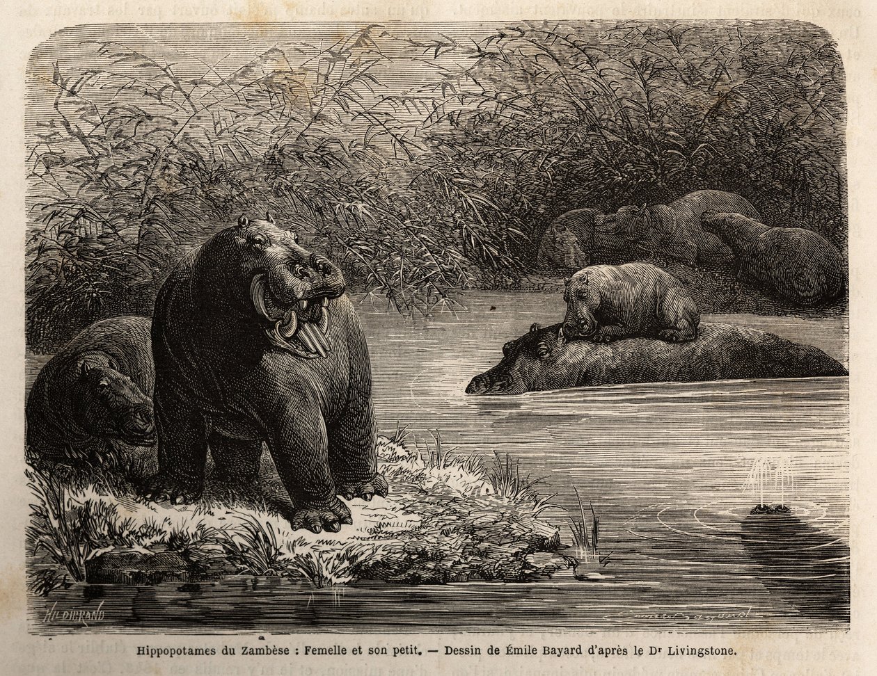 Zambesisk flodhäst: hona och hennes unga uppfriskande i floden. Gravyr för att illustrera Dr. Livingstones första resor till södra Afrika från 1840 till 1856, i "Le tour du monde, nouveau journal des voyages"" publicerad under ledning av Edouard Cha av Unknown artist