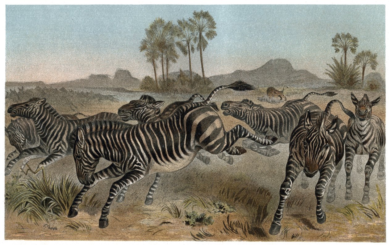 Zebre - Zebror - Afrikanska hästdjur (hästfamilj) - gravyr från "" Brehms Djurliv"" av Alfred Edmund Brehm (1829-1884) av Unknown artist