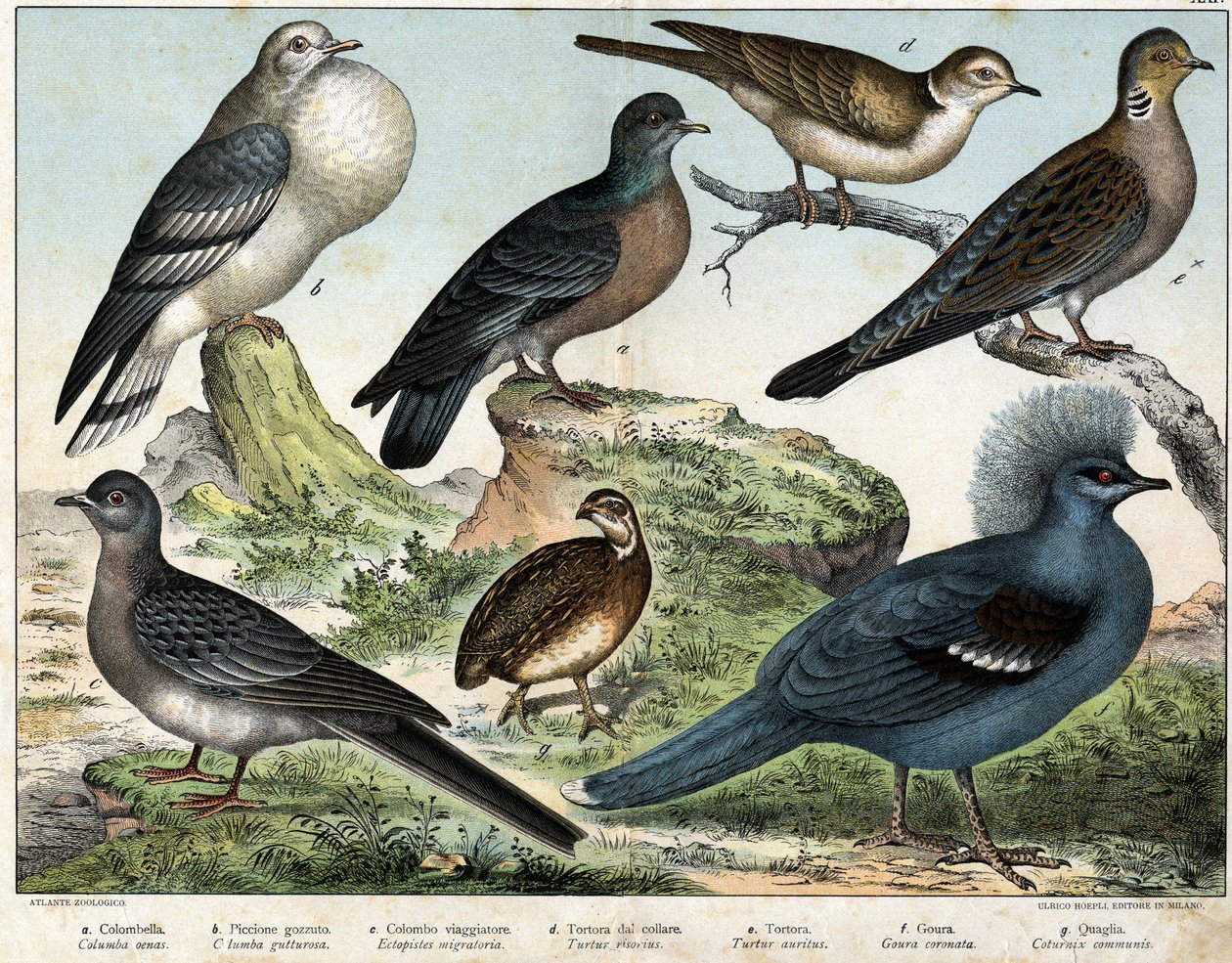 a: Columbianduva (Columba oenas), b: Mongolisk duva (Columba gutturosa), c: Flyttduva (Etopistes migratoria), d: Turkisk duva (Turtur risorius), e: Skogsduva (Turtur auritus), f: Goura (Goura) krönt), g: Vetevaktel (Vagtel vanlig) - i "" av Unknown artist