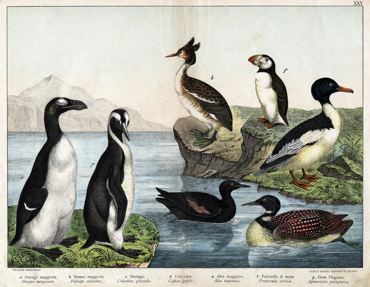 a: Vanlig guldfisk (Mergus merganser), b: Dopping (Podiceps cristatus), c: Vanlig lom (Colimbus glacialis), d: Svart Gillenot (Cephis grylle), Storpingvin (Alca impennis), f: Lunde (Fratercula artica) ), g; Royal Penguin (Ptenodydydydye pa av Unknown artist