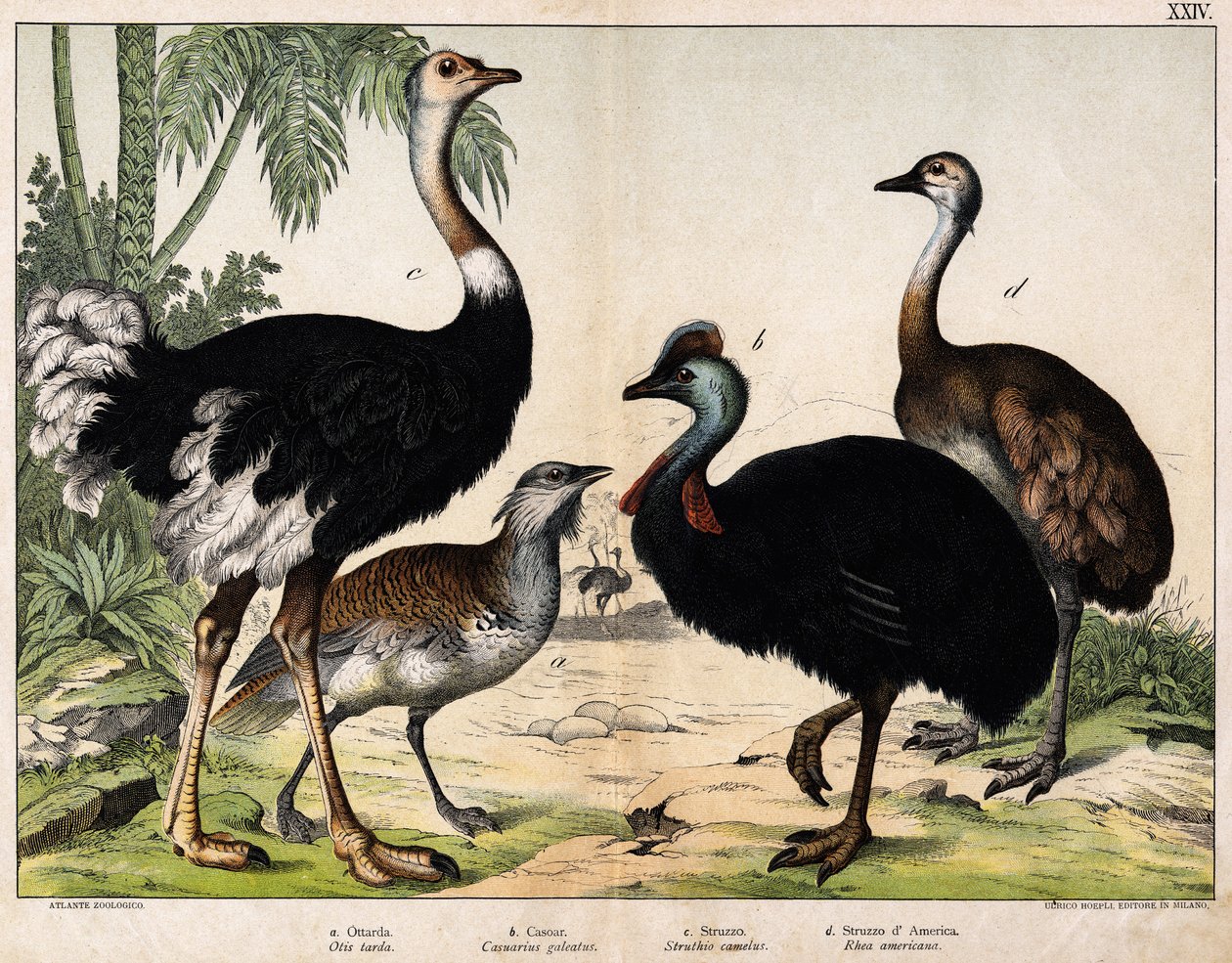 a: Grance bustard (Late Otis), b: Cassoar (Casarius galeatus), c: African Ostrich (Struthio camelus), d: Nandon (American Rhea) -I "" Natural History of Oideals", red. Hoepli, Milano av Unknown artist