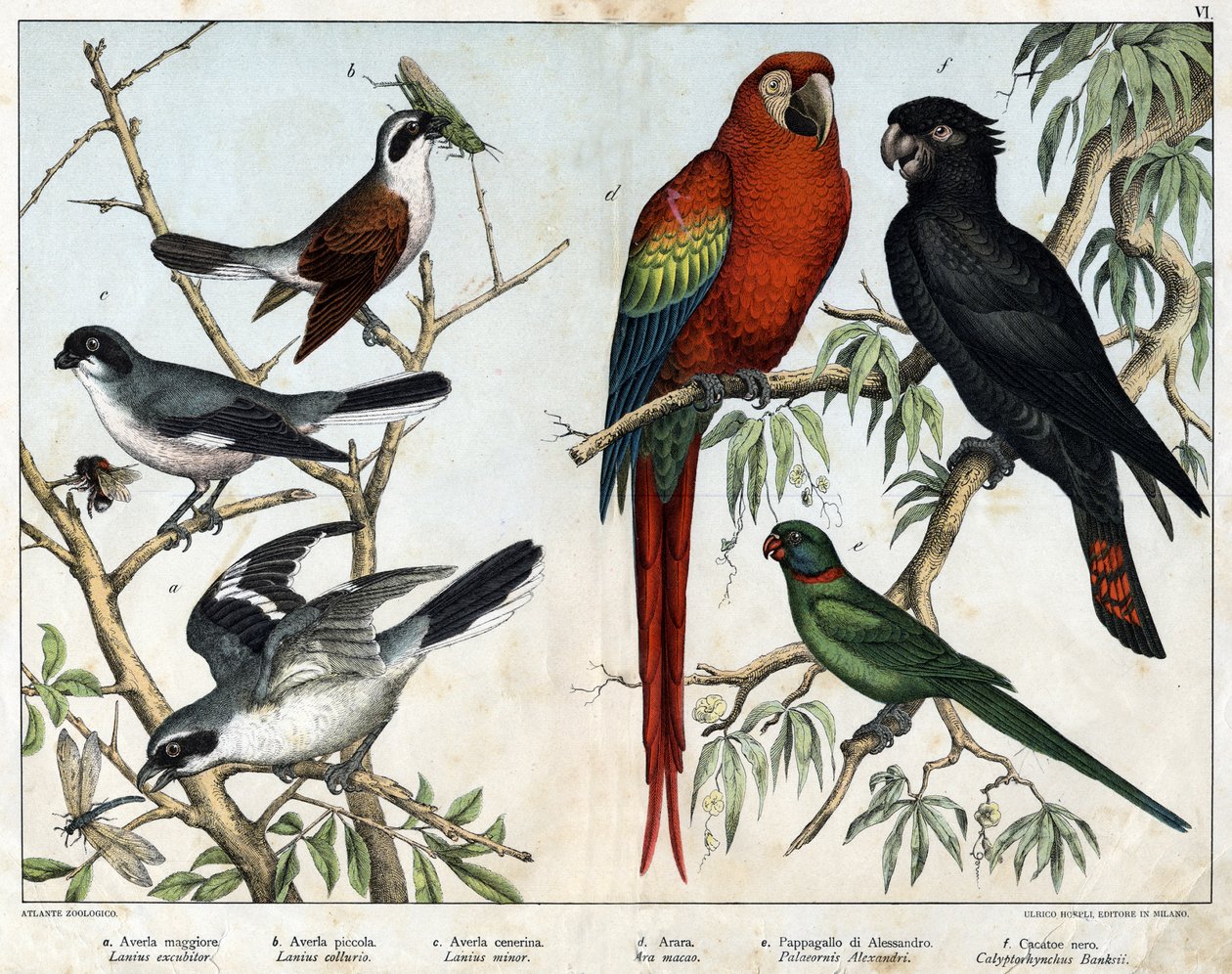 a: Grå grieche (Lanius excubitor), b: Northern Griche (Lanius collurio), c: Rosabröst grieche (Lanius linor), d: Rött altare (Ara macao), e: Alexandria Parrot (Palaeornis Alexandria), f: Banksian Cacatoes (Calyptorynchus banksii) - i "Natural History of av Unknown artist