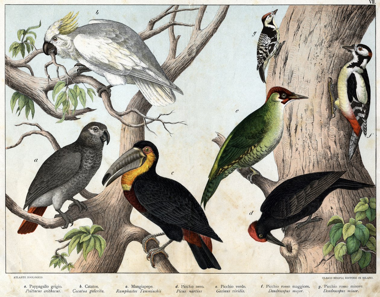 a: Grå papegoja (Psittacus erithacus), b: Cacatoes papegoja (Cacatua galerita), c: Tukan (Ramphastos temminckii), d: Svart hackspett (Picus Martius), e: Grön hackspett (Gecinus veridis), f: Major Röd hackspett ( 1) Dendrocopus minor i) - "Natural History o av Unknown artist