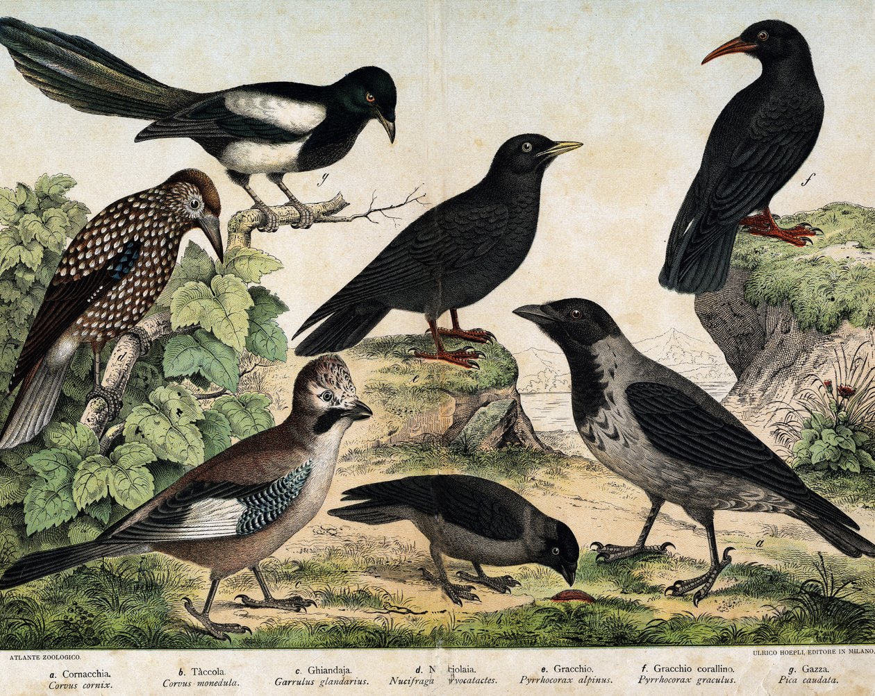 a: Mantlad kråka (Corvus cornix), b: Groddar (Corvus monedula), c: Rörskrika (Garrulus glaudarius), d: Spräcklig cassenoix (Nucifraga caryocatactes), e: Gulnäbbade Chocad (Pyrrohocorax alpinus), f: Röd -näbb (Pyrrhocorracorracorracorrax) x gracu av Unknown artist