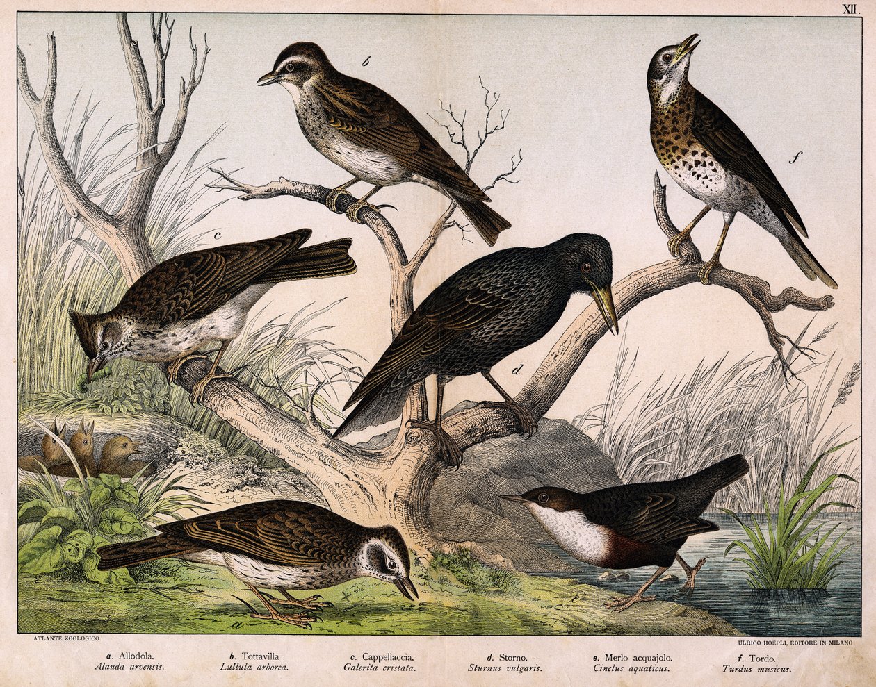 a: Norrlärka (Lärka arvensis), b: Lululärka (Lullula arborea), c: Cappellaccia (Galerita cristata), d: Sansonnetstare (Sturnus vulgaris), e: Anka (Cinclus aquaticus), f: Trast (Turdus musicus) - i "Fåglarnas naturhistoria", red. Hoepli, Milano av Unknown artist