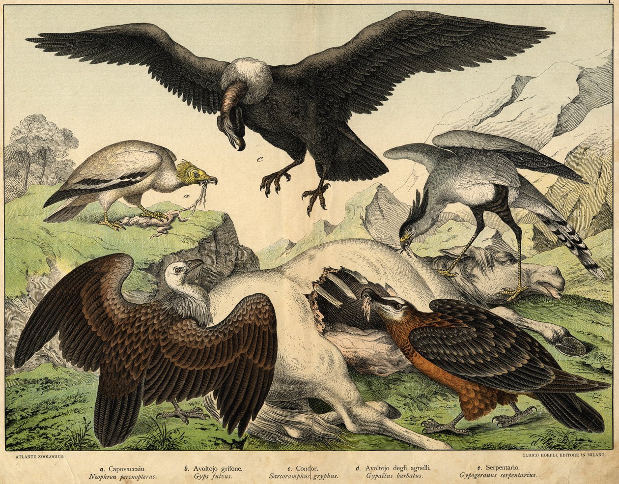a: Percnopterus (Neophron percnopterus), b: Griffon gam (Gyps fulvus), c: Condor (Sarcoramphus gryphus), d: Vulture of lamm (Gypaëtus barbatus), e: Orm (Gypogeranus serpentarius) - i "Natural History of birds" ed. Hoepli, Milano av Unknown artist