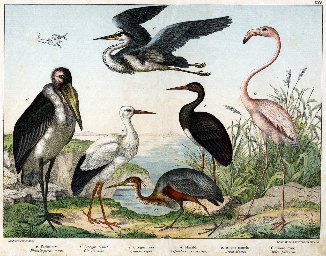 a: Phenicopterer eller Flamingo (Phoenicopterus roseus), b: Vit stork (Ciconia alba), c: Svart stork (Ciconia migra), d: Marabout (Leptoptilus crumenifer), e: Vit häger (Ardea cinerea), f: Röd häger ( Ardea purpurea) - i "Fåglarnas naturhistoria" "", red. av Unknown artist