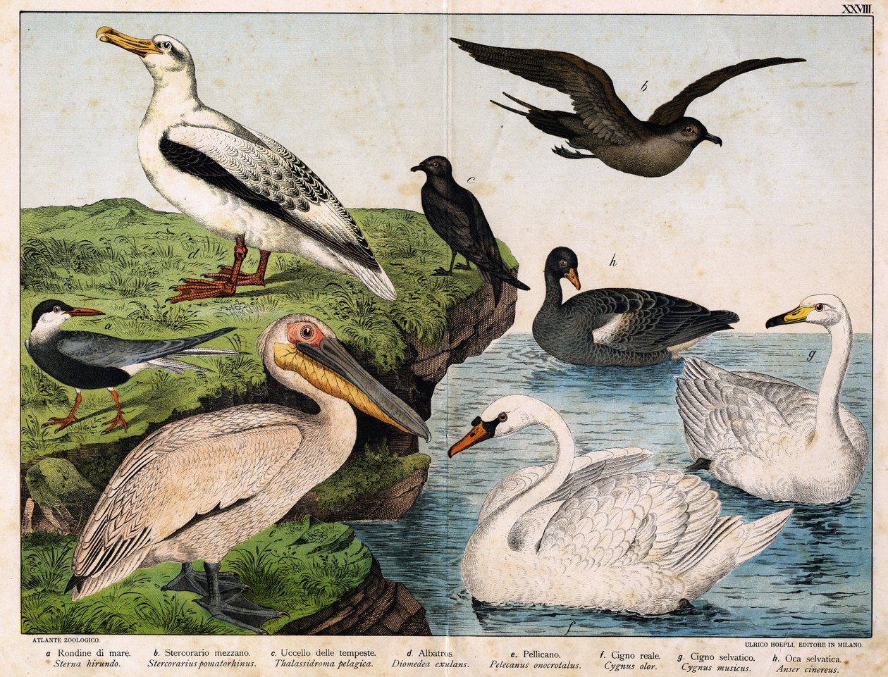 a: Havssvala (Sterna hirundo), b: Mellansvala (Stercorarius pomatorhinus), c: Stormfågel (Thalassidroma pelagica), d: Albatross (Diomedea exulans), e: Pelikan (Pelecanus onocratalus), f: Kungssvan (Cygnus olor) ). ), g: Vild svan (Cygnus musicus), h: Wi av Unknown artist