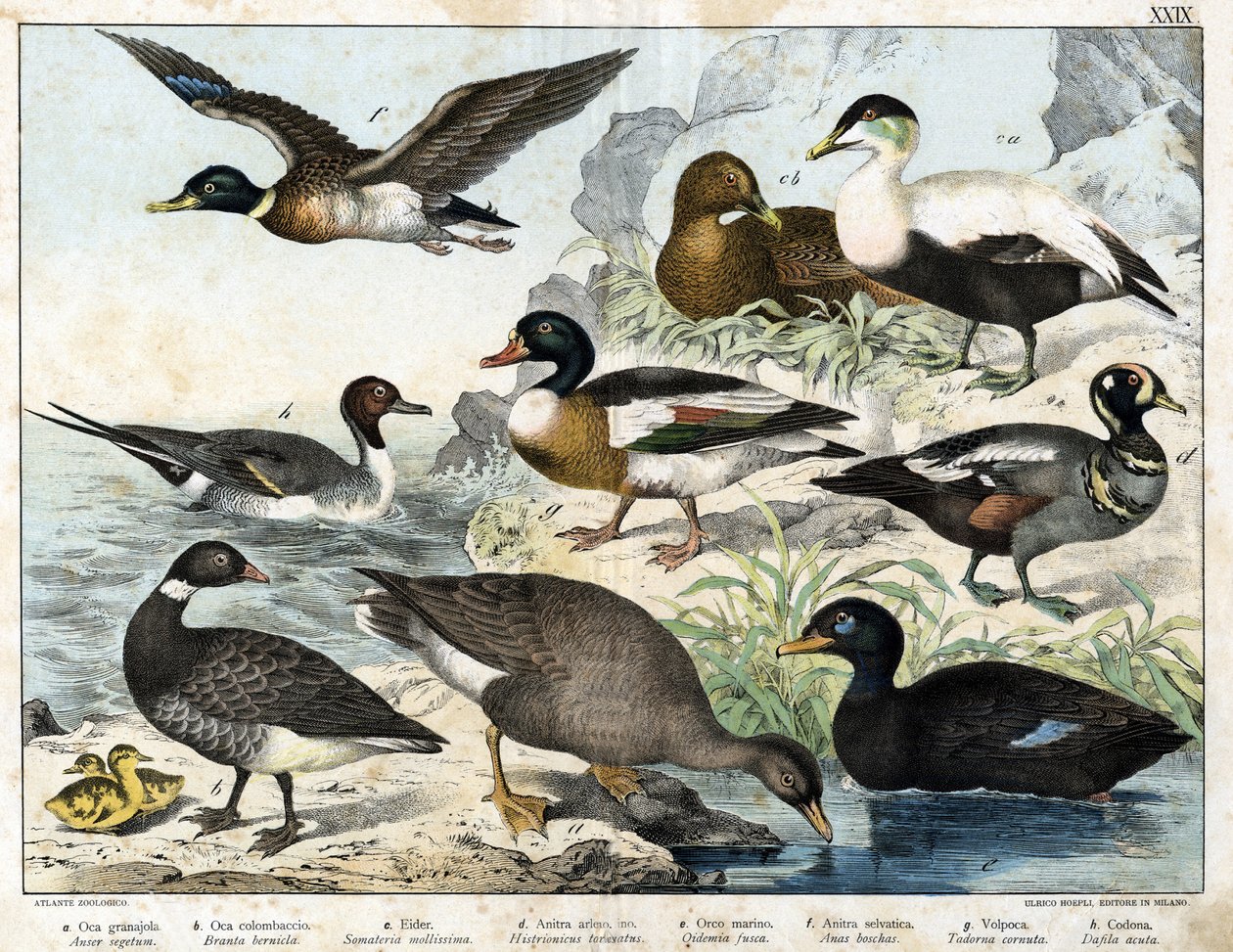 a: Frögås (Asner segetum), b: Brant (Branta bernicla), c: Ejder (Somateria mollissima), d: Harlekinanda (Histrionicus torquatus), e: Svartand (Oidemia fusca), f: Gräsand (Anas boschas) ) ), g: Belon