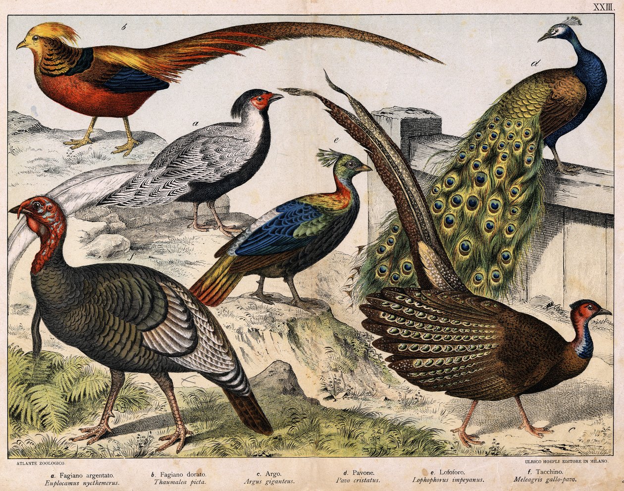 a: Silverfasan (Euplocamus nycthemerus), b: Guldfasan (Thaumalea picta), c: Majestätisk fasan (Argus giganteus), d: Blå påfågel (Påfågel cristatus), e: Lophophorus impeyanus, f: Turkiet (Meleagris) gallo-påfågel , i "Fåglarnas naturhistoria", red. Hacka av Unknown artist