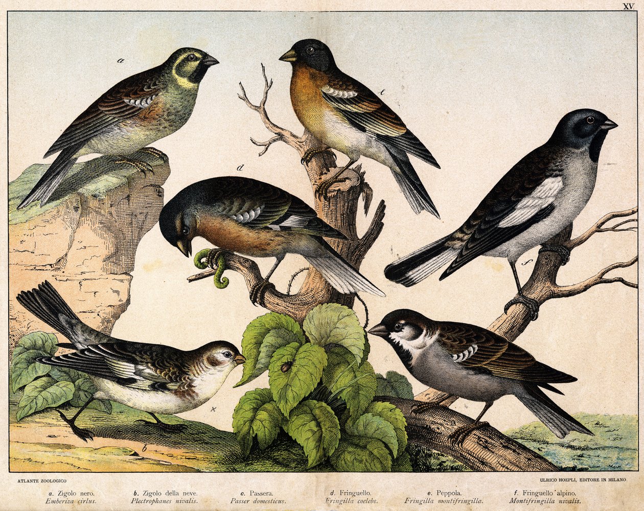 a: Sparrow (Emberiza circlus), b: Snösparv (Plectrophanes nivalis), c: Sparv (Pour domesticus), d: Pinson (Fringilla coelebs), e: Northern Pinson (Fringilla montifringilla), Niverolle (Montifringilla nivalis) - i “ Fåglarnas naturhistoria”, red. Hoppa av Unknown artist