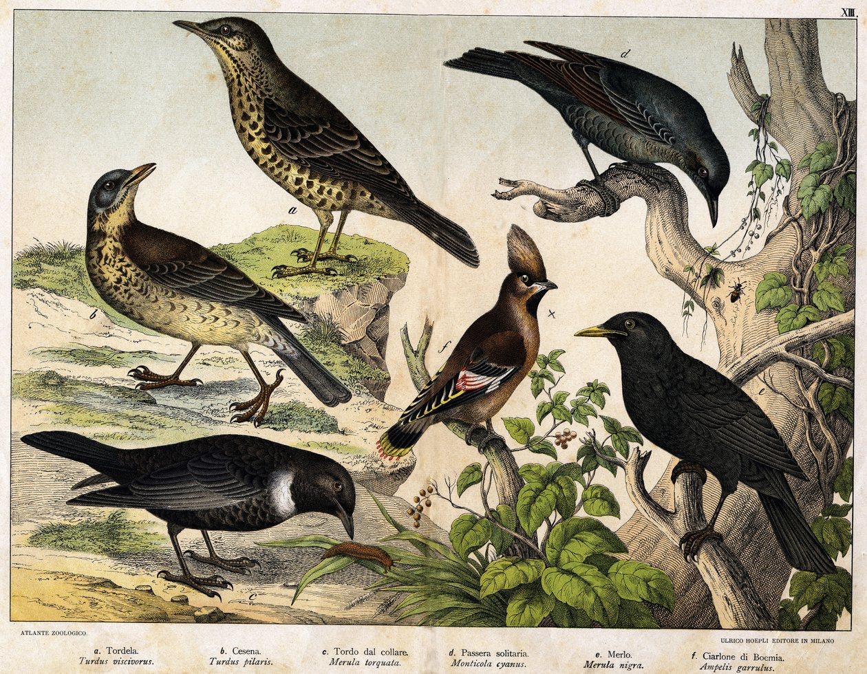 a: Trast (Turdus viscivorus), b: Trast (Turdus pilaris), c: Koltrast (Merula torquata), d: Blåkoltrast (Monticola cyanus), e: Koltrast (Merula nigra), f: Bohemian de chatterer (Ampelis garulus) - i "Fåglarnas naturhistoria", red. Hoepli, Milano av Unknown artist