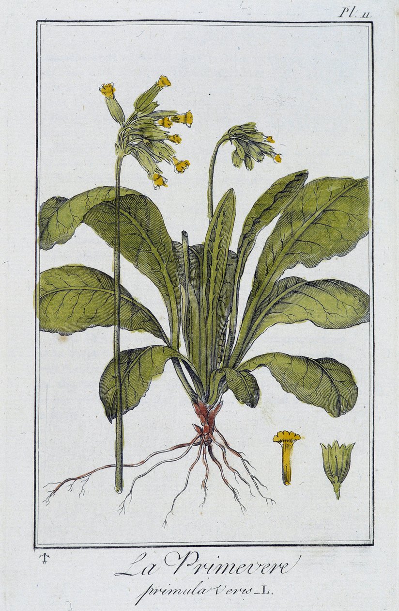 Primrose (Primula veris) - i "Exercises in botany for use of traders", skriven av J.C. Philibert, Imprimerie de Crapelet, Paris av Unknown artist