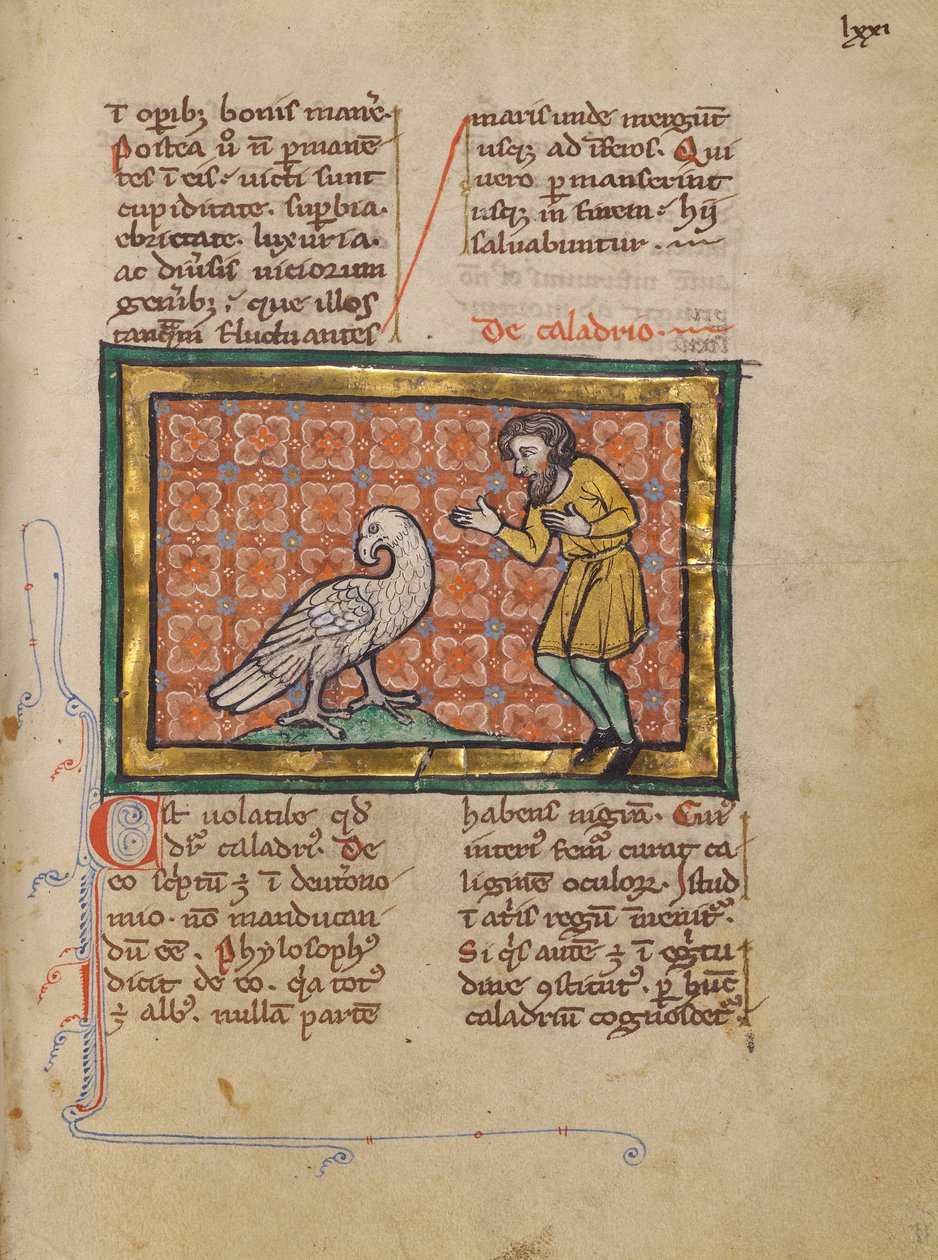 En Caladrius-fågel av Unknown artist