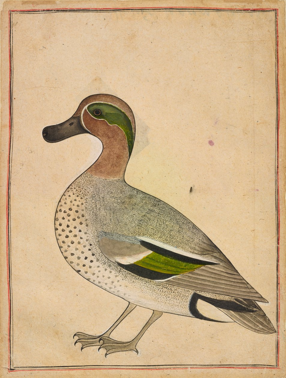 En grönvingad kricka av Unknown artist