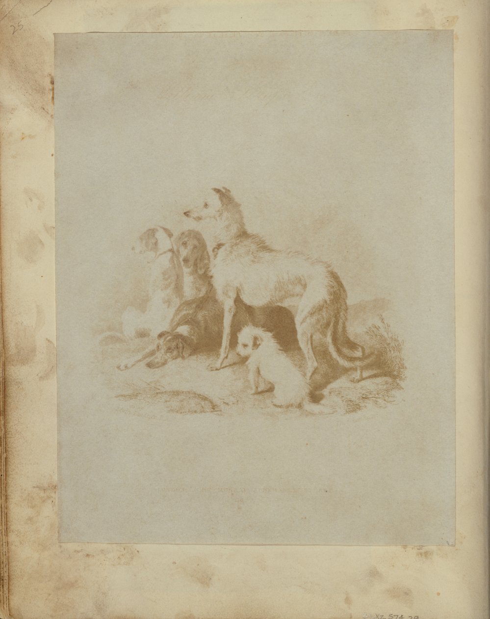 [En grupp om fem hundar] av Unknown artist