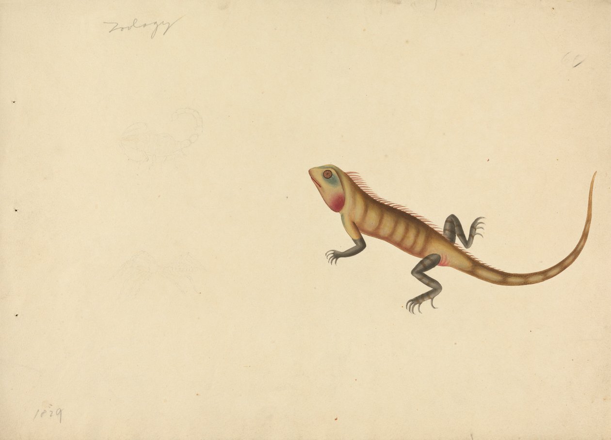 En ödla med skisser av en skorpion och en spindel av Unknown artist