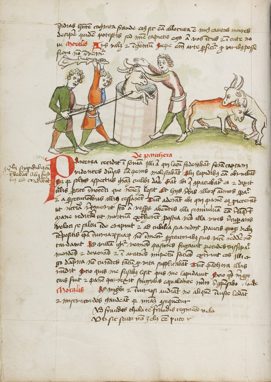 En panter, som attackerade en ko, dödas av Unknown artist
