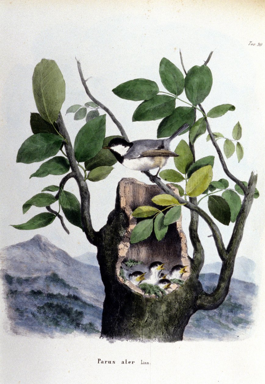 En tavla som representerar en vanlig fågel (eller sparv) nära sitt bo. av Unknown artist