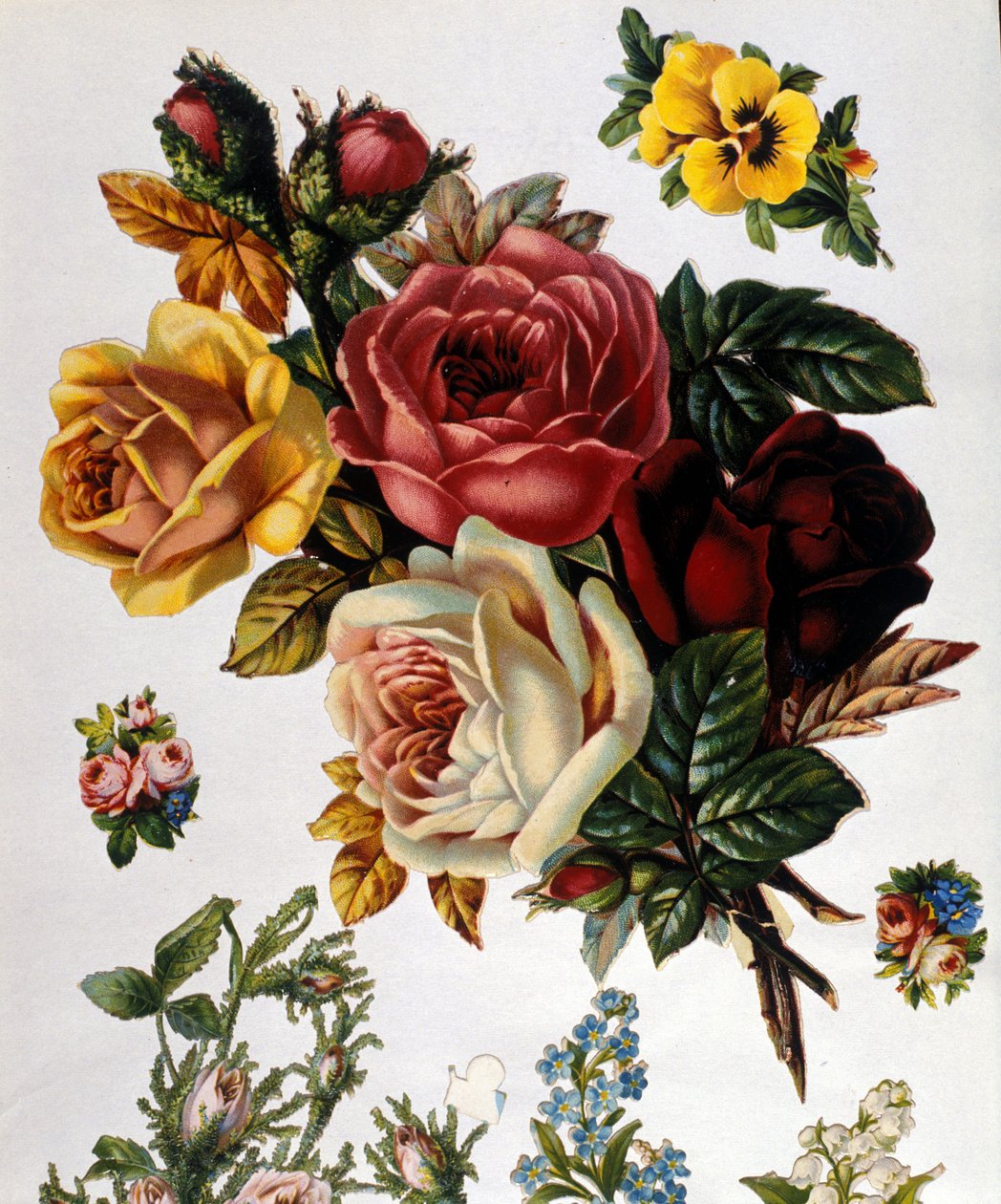 En bukett rosor. 1800-talets kromolitografi. av Unknown artist
