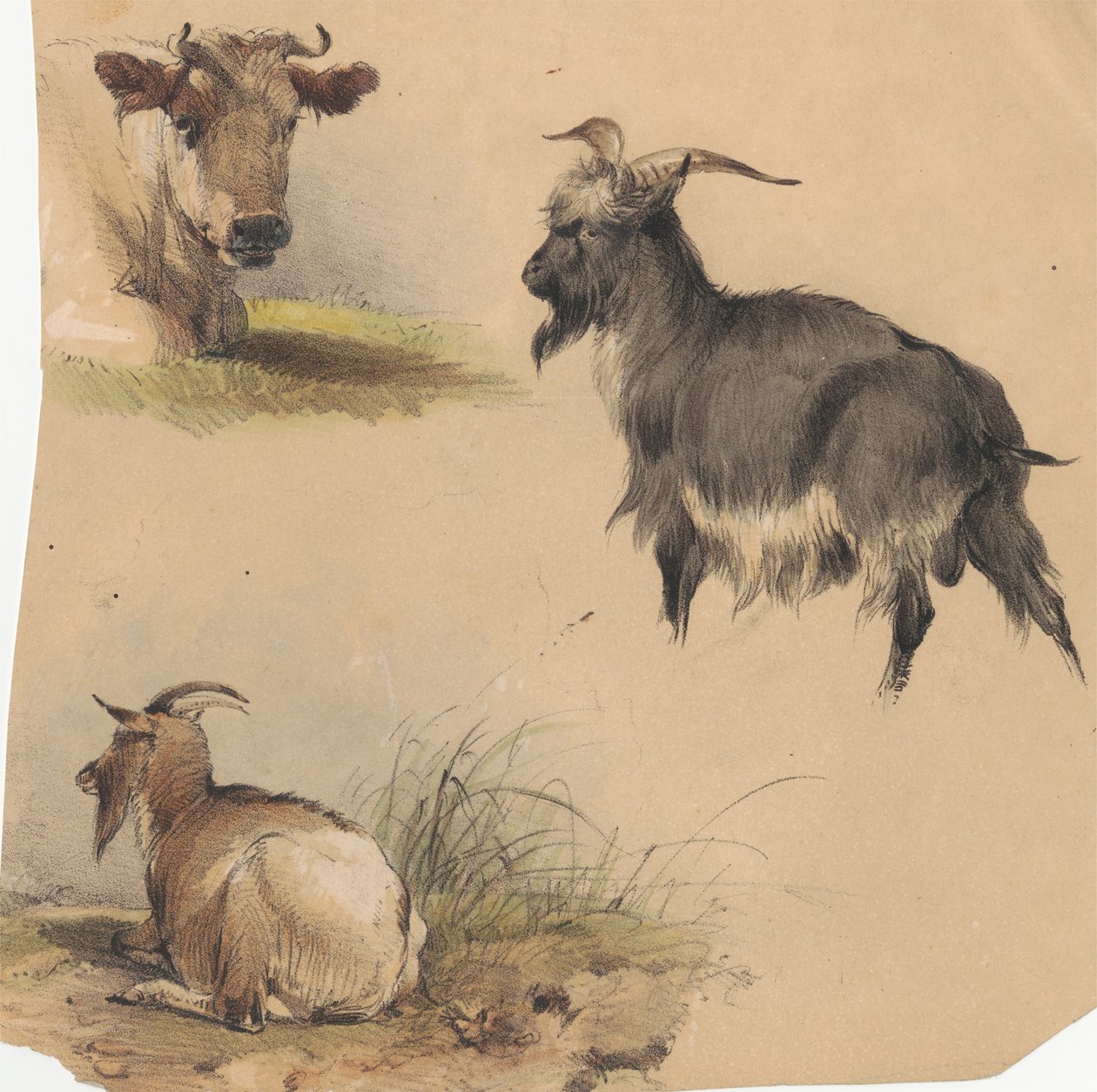 En ko och två getter av Unknown artist