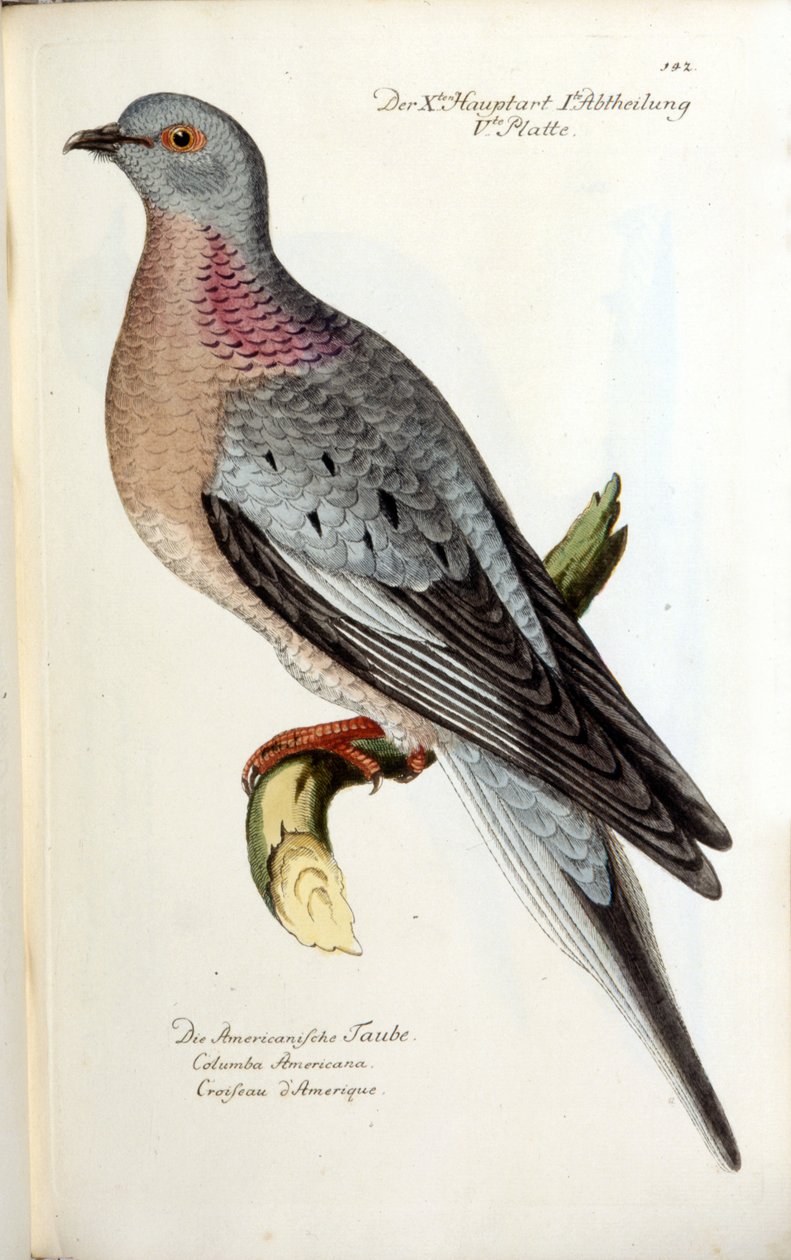 En migrerande duva, nu utdöd. Zoologiskt diagram efter Fritsch av Unknown artist