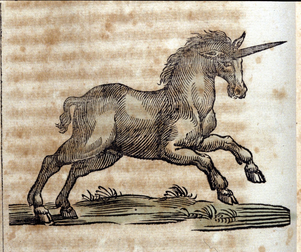 En enhörning eller enhörning, mytologiskt djur - Gravyr från ett verk av Athanasius Kircher (1601-1680), jesvit, orientalist och tysk forskare av Unknown artist