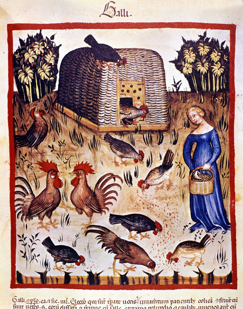 En ung kvinna på en låg gård matar höns och tuppar. Belysning från mjölkning av medicin och diet "" Tacuinum sanitatis"" av Unknown artist