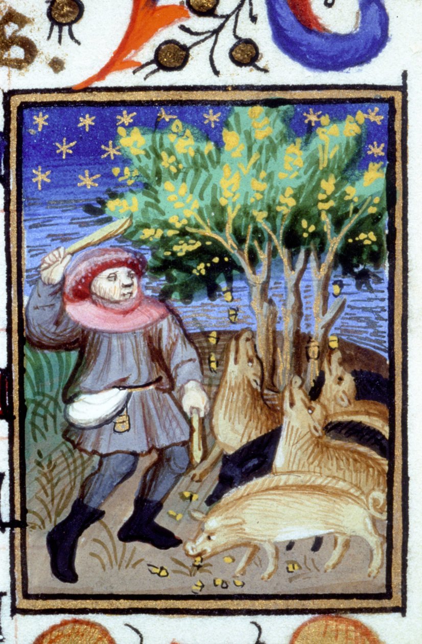Allegorisk framställning av november. En man med en grupp grisar som äter ekollon. Miniatyr av ett 1300-talsmanuskript. av Unknown artist