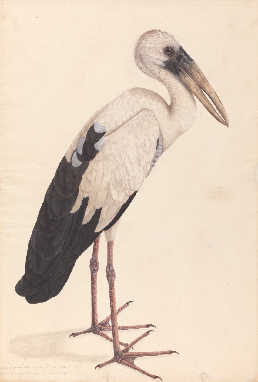 En asiatisk näbbstork (Anastomus gäspar) av Unknown artist